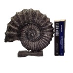 Buyuk-Salyangoz-Biblo