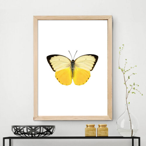 Sari Kelebek Dekoratif Cerceve Dogal